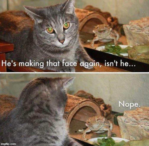 making that face | image tagged in cat humor,making that face again | made w/ Imgflip meme maker