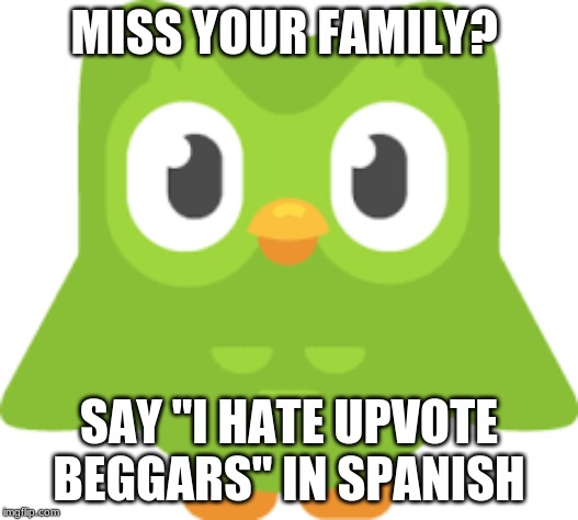 Hopefully his elective was Spanish. | MISS YOUR FAMILY? SAY "I HATE UPVOTE BEGGARS" IN SPANISH | image tagged in duolingo bird,duolingo,spanish,funny,frontpage | made w/ Imgflip meme maker