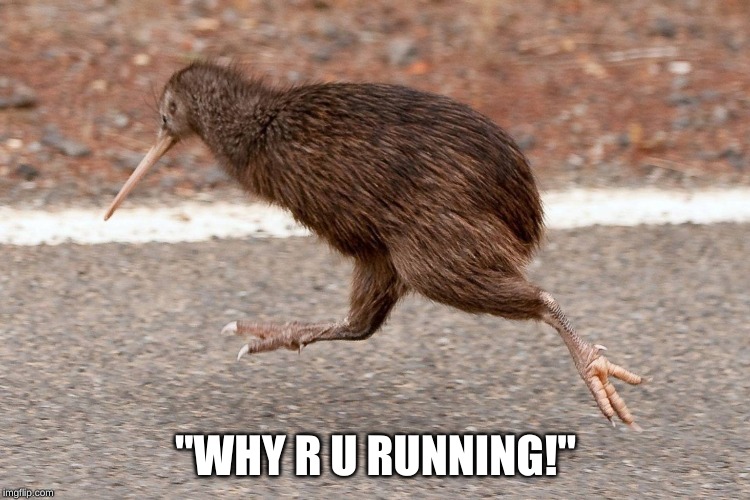 "WHY R U RUNNING!" | image tagged in kiwi,kiwibird,why are you running | made w/ Imgflip meme maker