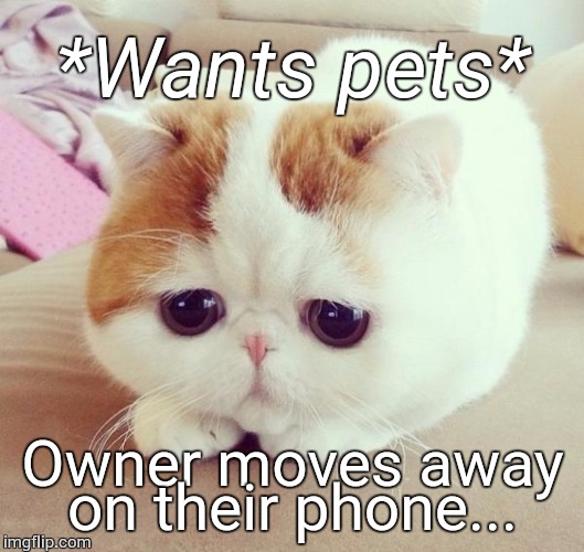 Can we PLEASE take a moment to put down our electronics and go snuggle our cat? They need love too. | *Wants pets*; Owner moves away on their phone... | image tagged in sad cat | made w/ Imgflip meme maker