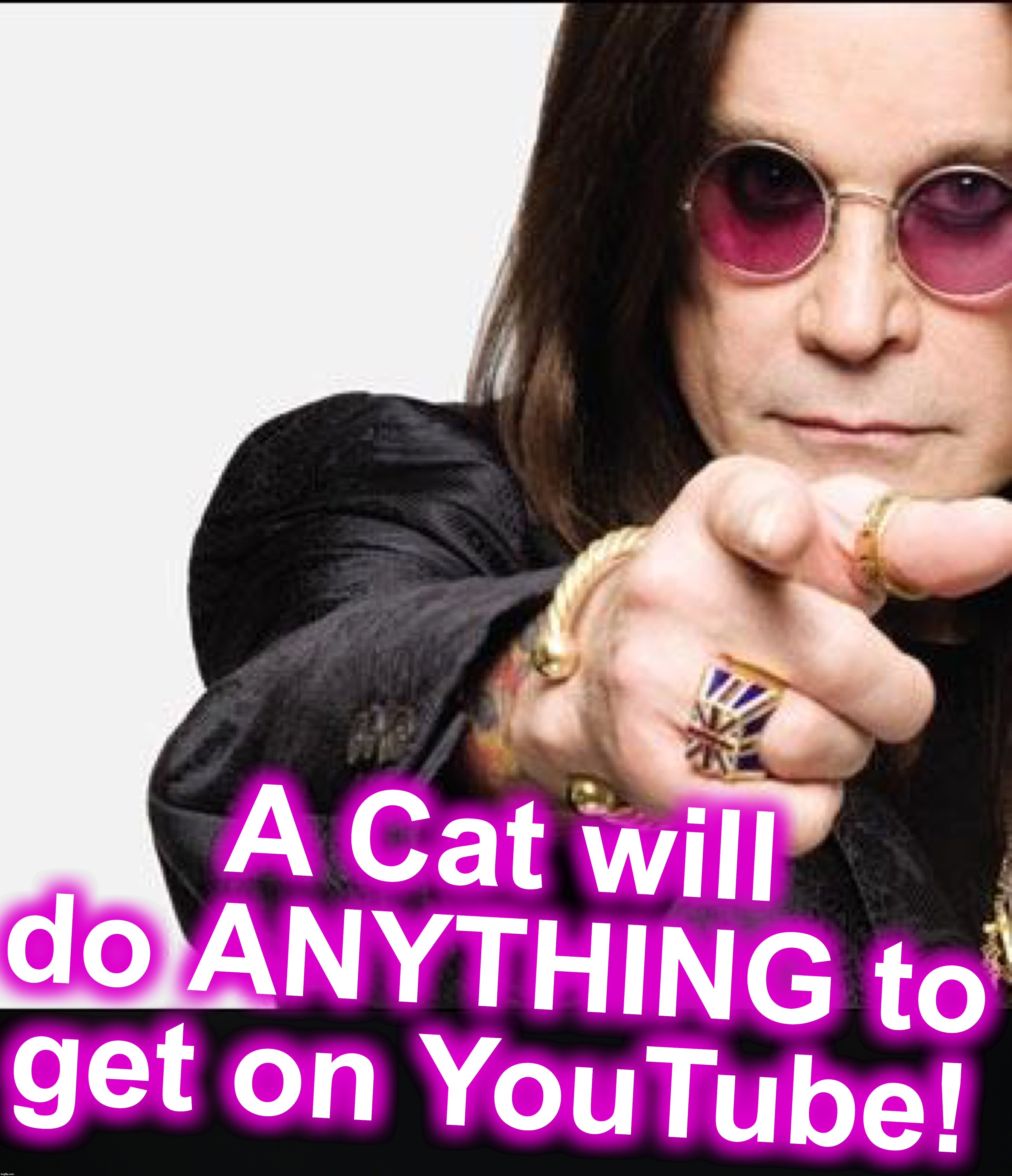 A Cat will do ANYTHING to get on YouTube! | image tagged in ozzy pointing | made w/ Imgflip meme maker