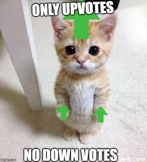 ONLY UPVOTES NO DOWN VOTES | image tagged in memes,cute cat | made w/ Imgflip meme maker