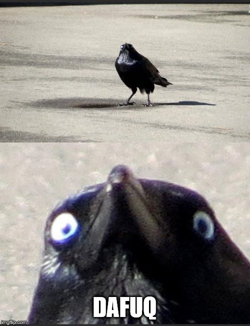 insanity crow | DAFUQ | image tagged in insanity crow | made w/ Imgflip meme maker
