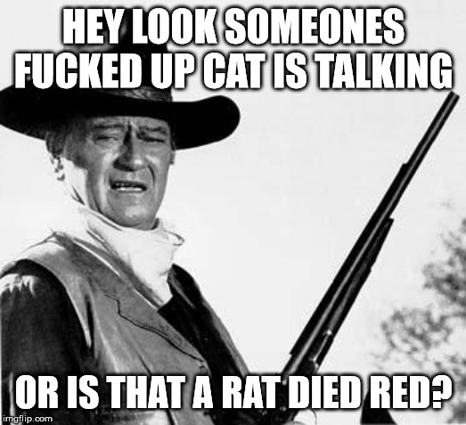 John Wayne Comeback | HEY LOOK SOMEONES F**KED UP CAT IS TALKING OR IS THAT A RAT DIED RED? | image tagged in john wayne comeback | made w/ Imgflip meme maker
