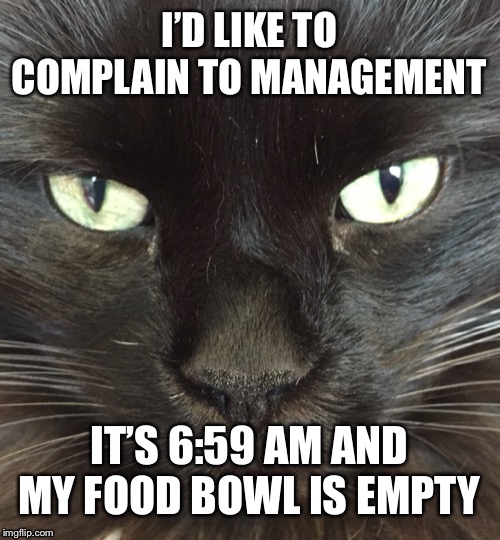 I’D LIKE TO COMPLAIN TO MANAGEMENT; IT’S 6:59 AM AND MY FOOD BOWL IS EMPTY | image tagged in cats,funny cats,cute cats | made w/ Imgflip meme maker