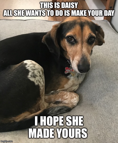This is daisy | THIS IS DAISY
ALL SHE WANTS TO DO IS MAKE YOUR DAY; I HOPE SHE MADE YOURS | image tagged in this is daisy | made w/ Imgflip meme maker