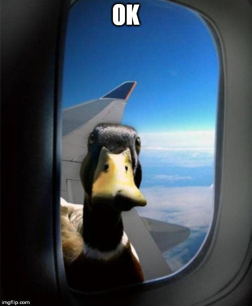 Duck on plane wing | OK | image tagged in duck on plane wing | made w/ Imgflip meme maker