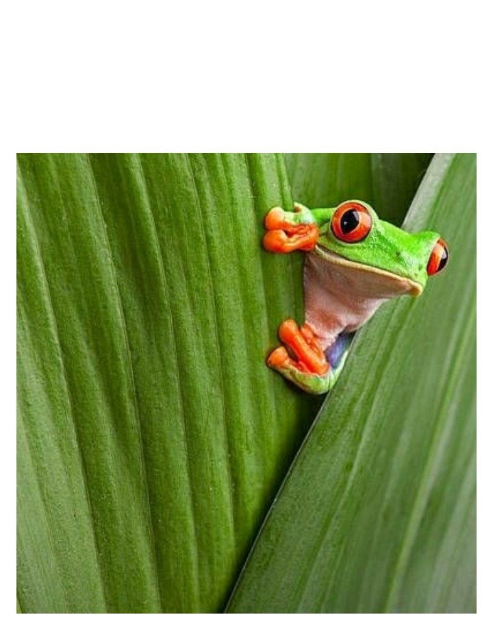 Frog peeking out from leaf Blank Meme Template