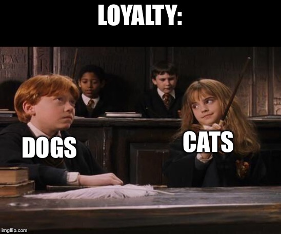 Hermione | LOYALTY:; DOGS; CATS | image tagged in hermione | made w/ Imgflip meme maker