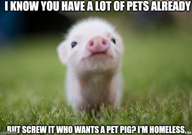 If you need a human, you could kill me and I reincarnate as a human. You get a kid and some bacon! | I KNOW YOU HAVE A LOT OF PETS ALREADY; BUT SCREW IT WHO WANTS A PET PIG? I'M HOMELESS. | image tagged in piglet | made w/ Imgflip meme maker