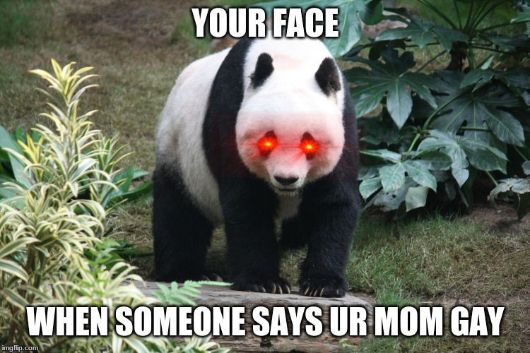 Panda | YOUR FACE; WHEN SOMEONE SAYS UR MOM GAY | image tagged in panda | made w/ Imgflip meme maker