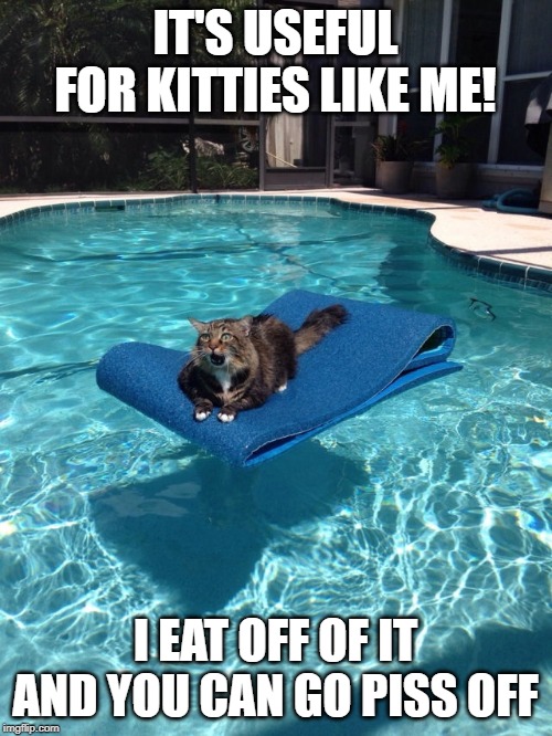 raft cat | IT'S USEFUL FOR KITTIES LIKE ME! I EAT OFF OF IT AND YOU CAN GO PISS OFF | image tagged in raft cat | made w/ Imgflip meme maker