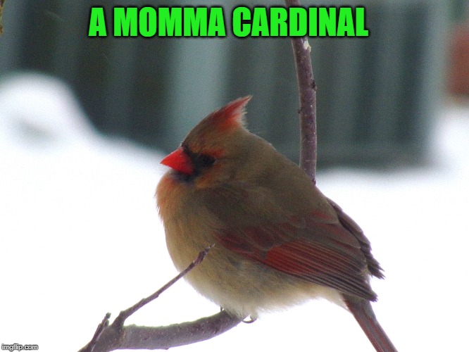 A MOMMA CARDINAL | made w/ Imgflip meme maker