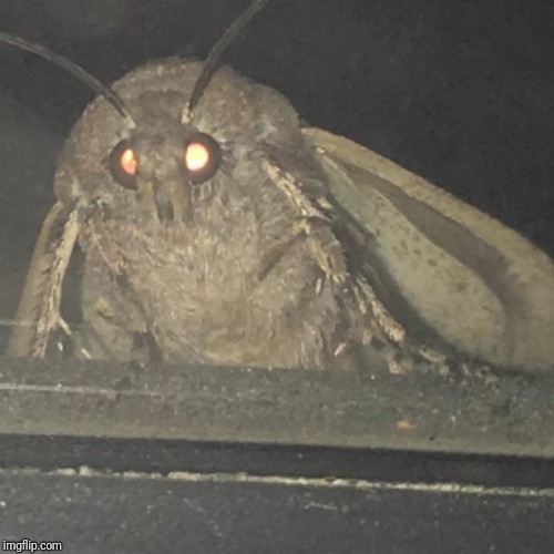 Moth lamp | image tagged in moth lamp | made w/ Imgflip meme maker