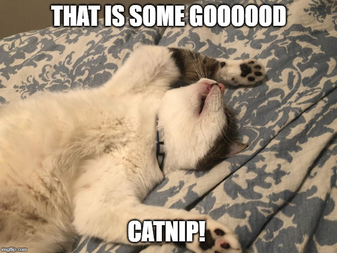 THAT IS SOME GOOOOOD; CATNIP! | image tagged in funny cats | made w/ Imgflip meme maker
