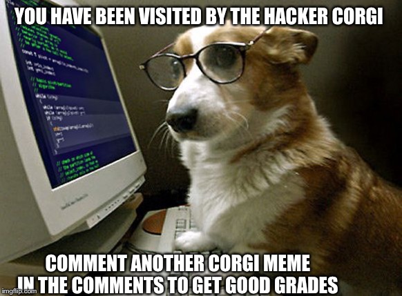 corgi hacker | YOU HAVE BEEN VISITED BY THE HACKER CORGI; COMMENT ANOTHER CORGI MEME IN THE COMMENTS TO GET GOOD GRADES | image tagged in corgi hacker | made w/ Imgflip meme maker