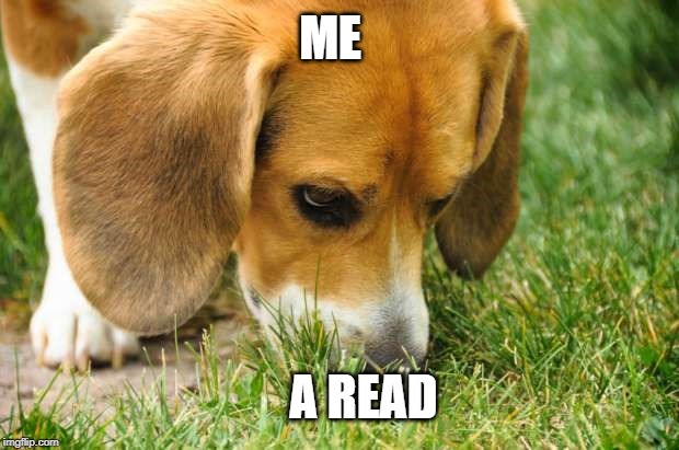 Beagle dog sniffing grass | ME; A READ | image tagged in beagle dog sniffing grass | made w/ Imgflip meme maker