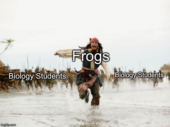 Jack Sparrow Being Chased | Frogs; Biology Students; Biology Students | image tagged in memes,jack sparrow being chased | made w/ Imgflip meme maker