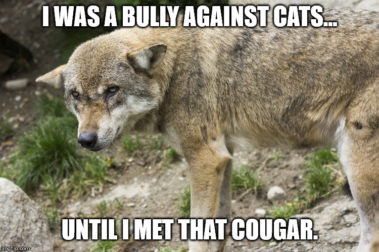 The Defeated Bully | I WAS A BULLY AGAINST CATS... UNTIL I MET THAT COUGAR. | image tagged in the defeated bully | made w/ Imgflip meme maker