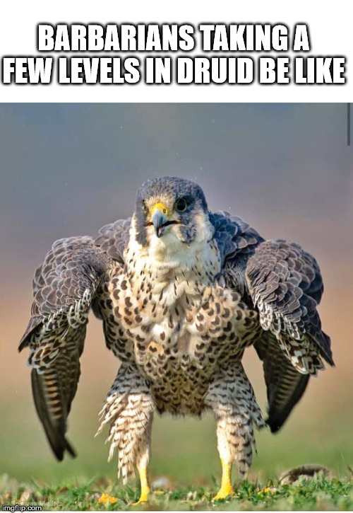 BIRD ROID RAGE!!! | BARBARIANS TAKING A FEW LEVELS IN DRUID BE LIKE | image tagged in dungeons and dragons | made w/ Imgflip meme maker