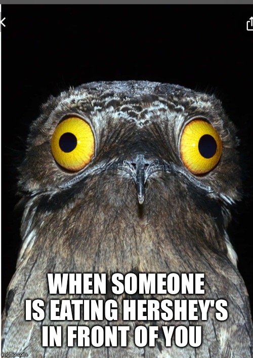High birb | WHEN SOMEONE IS EATING HERSHEY'S IN FRONT OF YOU | image tagged in high birb | made w/ Imgflip meme maker