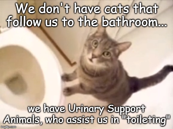 Urinary Support Animals | We don't have cats that follow us to the bathroom... we have Urinary Support Animals, who assist us in "toileting" | image tagged in cat humor,toilet assistants,potty breaks | made w/ Imgflip meme maker