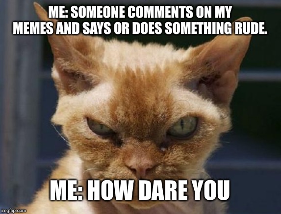 Mad Cat | ME: SOMEONE COMMENTS ON MY MEMES AND SAYS OR DOES SOMETHING RUDE. ME: HOW DARE YOU | image tagged in mad cat | made w/ Imgflip meme maker