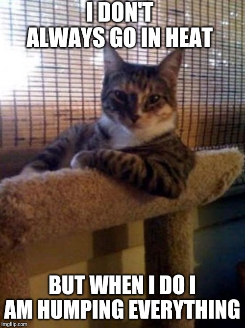 The Most Interesting Cat In The World | I DON'T ALWAYS GO IN HEAT; BUT WHEN I DO I AM HUMPING EVERYTHING | image tagged in memes,the most interesting cat in the world | made w/ Imgflip meme maker