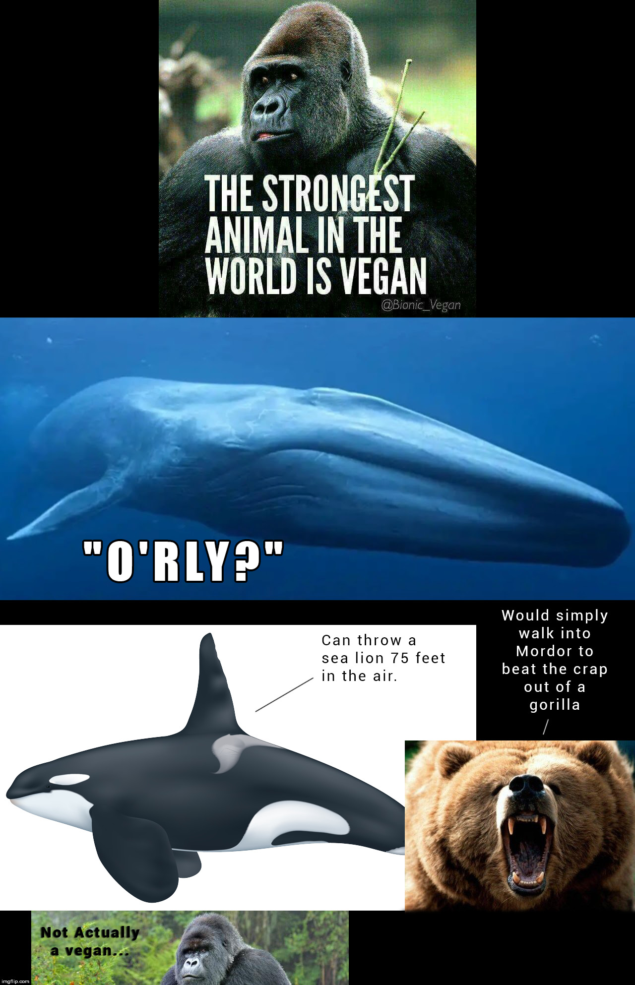 The strongest vegan.... | image tagged in vegan,gorilla,blue whales,killer whale,bear | made w/ Imgflip meme maker