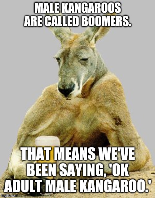 Cool Kangaroo | MALE KANGAROOS ARE CALLED BOOMERS. THAT MEANS WE'VE BEEN SAYING, 'OK ADULT MALE KANGAROO.' | image tagged in cool kangaroo | made w/ Imgflip meme maker