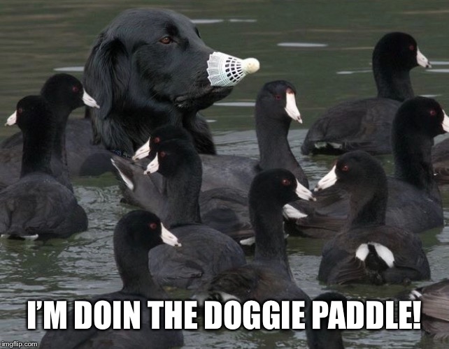 I’M DOIN THE DOGGIE PADDLE! | made w/ Imgflip meme maker