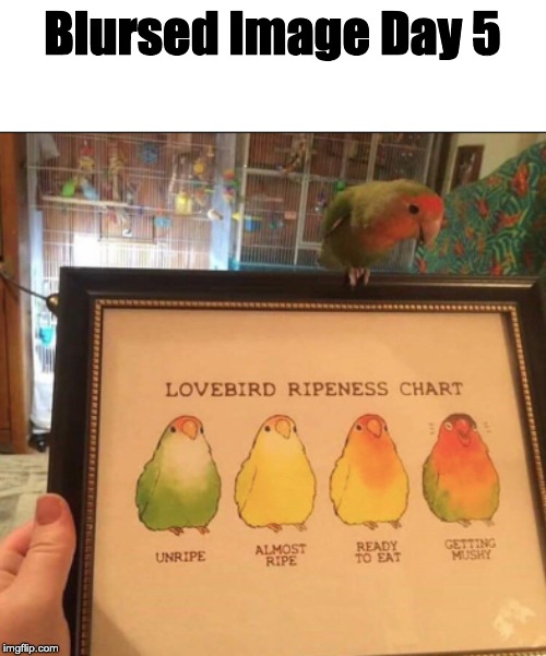 Blursed Lovebird | Blursed Image Day 5 | made w/ Imgflip meme maker