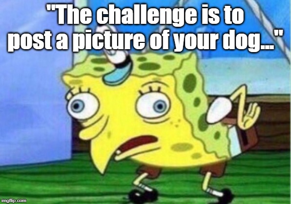 Mocking Spongebob Meme | "The challenge is to post a picture of your dog..." | image tagged in memes,mocking spongebob | made w/ Imgflip meme maker