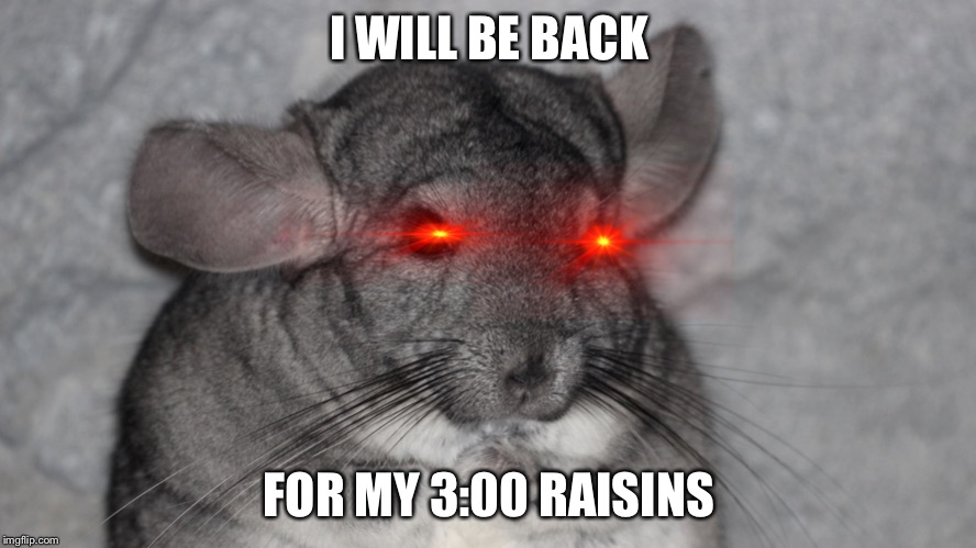 Chinchilla life 283 | I WILL BE BACK; FOR MY 3:00 RAISINS | image tagged in grumpy cat | made w/ Imgflip meme maker
