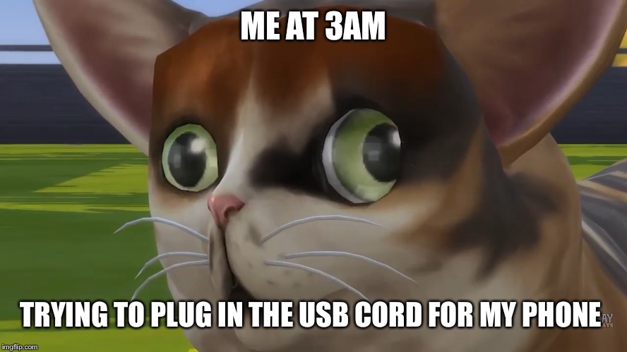 Spleens the cat | ME AT 3AM; TRYING TO PLUG IN THE USB CORD FOR MY PHONE | image tagged in spleens the cat | made w/ Imgflip meme maker