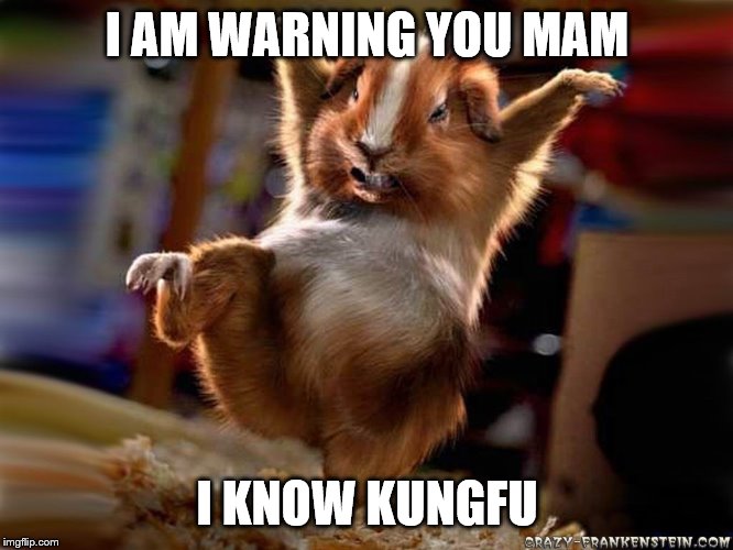 I AM WARNING YOU MAM; I KNOW KUNGFU | image tagged in hamsta | made w/ Imgflip meme maker