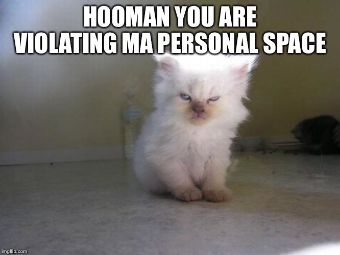 Angry Kitty | HOOMAN YOU ARE VIOLATING MA PERSONAL SPACE | image tagged in angry kitty | made w/ Imgflip meme maker
