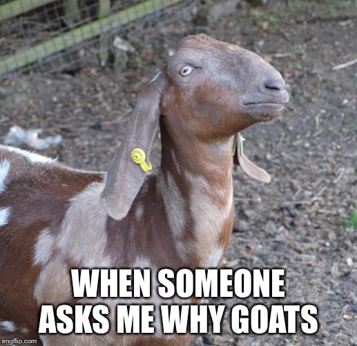 WHEN SOMEONE ASKS ME WHY GOATS | made w/ Imgflip meme maker