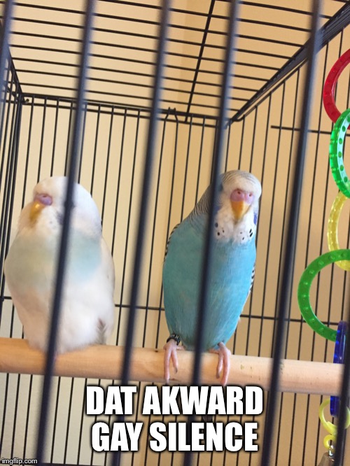 The birds | DAT AWKWARD GAY SILENCE | image tagged in the birds | made w/ Imgflip meme maker