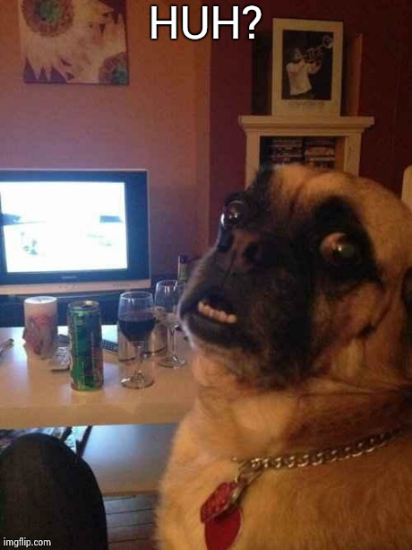 image tagged in funny,dogs,animals | made w/ Imgflip meme maker