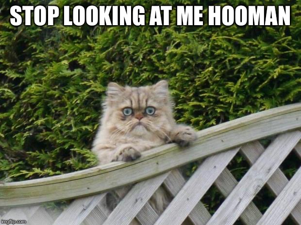 Weird cat | STOP LOOKING AT ME HOOMAN | image tagged in weird cat | made w/ Imgflip meme maker