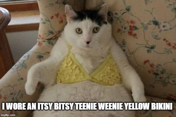 Bikini Kitty | I WORE AN ITSY BITSY TEENIE WEENIE YELLOW BIKINI | image tagged in funny cat | made w/ Imgflip meme maker