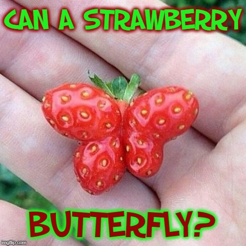 You're the Straw to my Berry | CAN A STRAWBERRY; BUTTERFLY? | image tagged in vince vance,strawberry,butterfly,strawberries,butterflies,mother nature | made w/ Imgflip meme maker