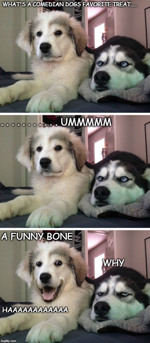 Dog bad joke | WHAT'S A COMEDIAN DOGS FAVORITE TREAT..... . . . . . . . . . . . UMMMMM; A FUNNY BONE; WHY; HAAAAAAAAAAAA | image tagged in dog bad joke | made w/ Imgflip meme maker