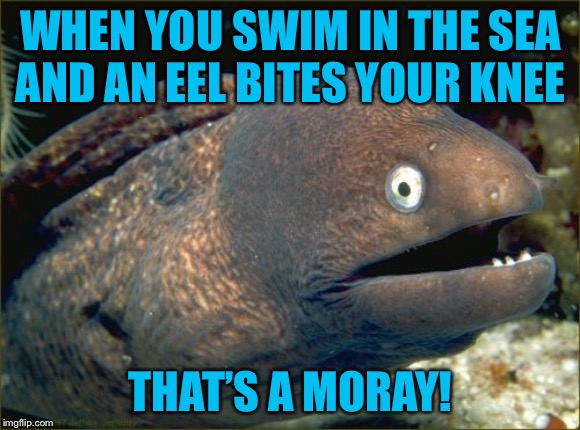 Bad Joke Eel | WHEN YOU SWIM IN THE SEA
AND AN EEL BITES YOUR KNEE; THAT’S A MORAY! | image tagged in memes,bad joke eel | made w/ Imgflip meme maker