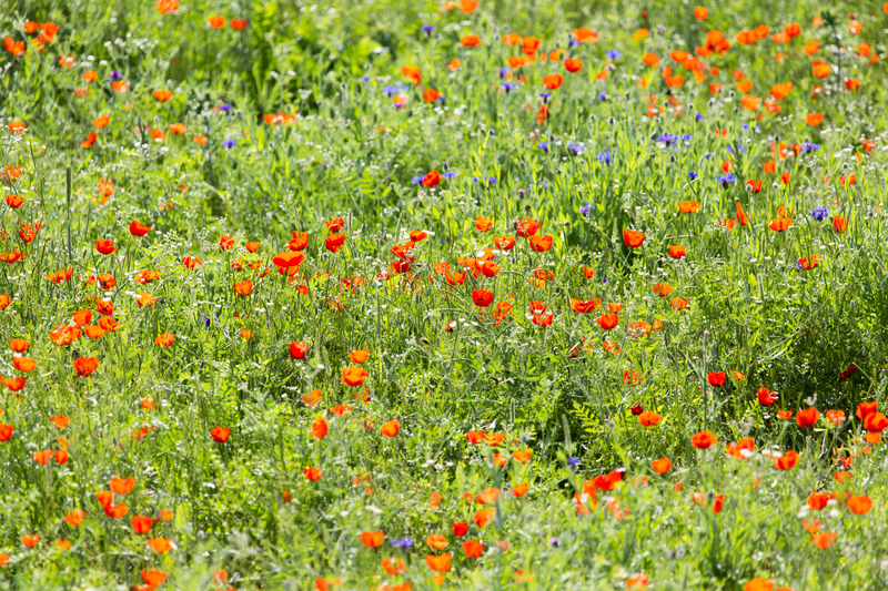 High Quality happy flowers Blank Meme Template