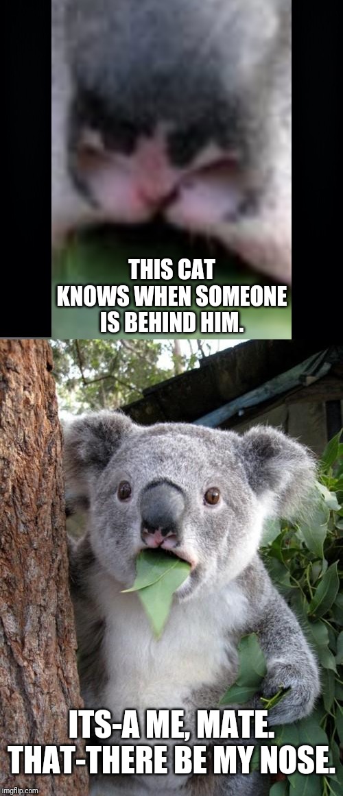THIS CAT KNOWS WHEN SOMEONE IS BEHIND HIM. ITS-A ME, MATE.
THAT-THERE BE MY NOSE. | image tagged in memes,surprised koala | made w/ Imgflip meme maker