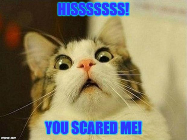 Scared Cat Meme | HISSSSSSS! YOU SCARED ME! | image tagged in memes,scared cat | made w/ Imgflip meme maker