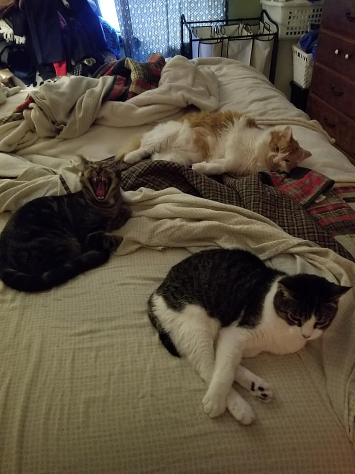 Cats on the bed Blank Meme Template