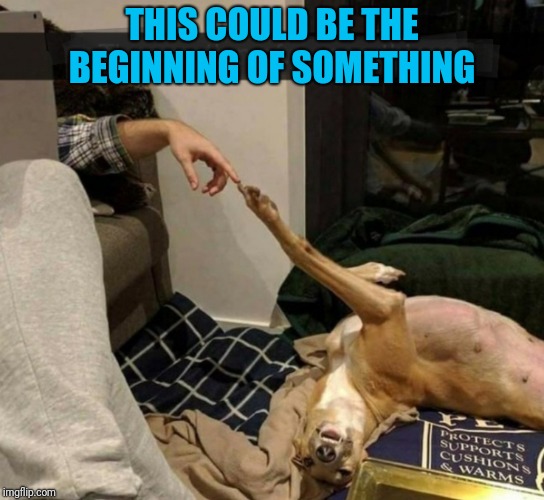 In the beginning | THIS COULD BE THE BEGINNING OF SOMETHING | image tagged in funny dog,in the beginning,funny religion | made w/ Imgflip meme maker